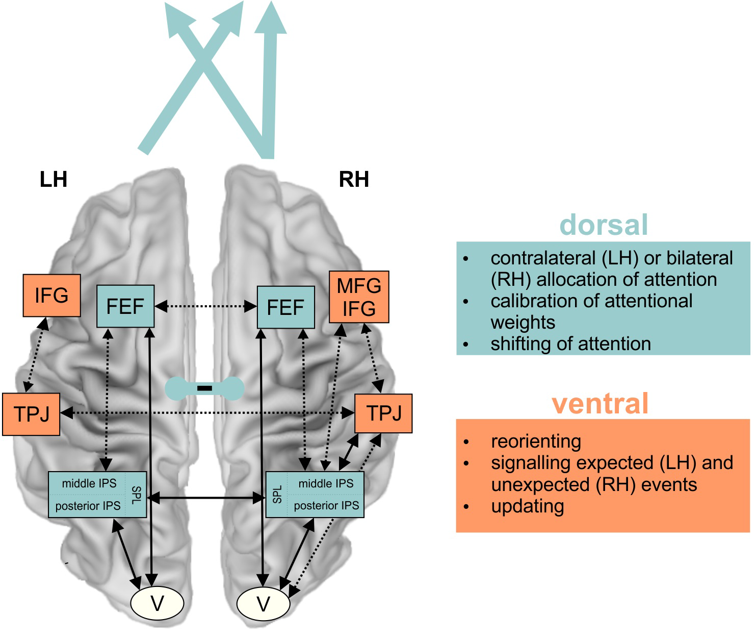 Attention Network Function