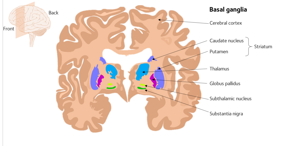 Basal ganglia frontal view