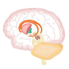 Basal Ganglia Banner