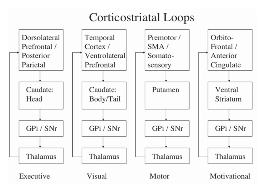 Corticostriatal loops diagram
