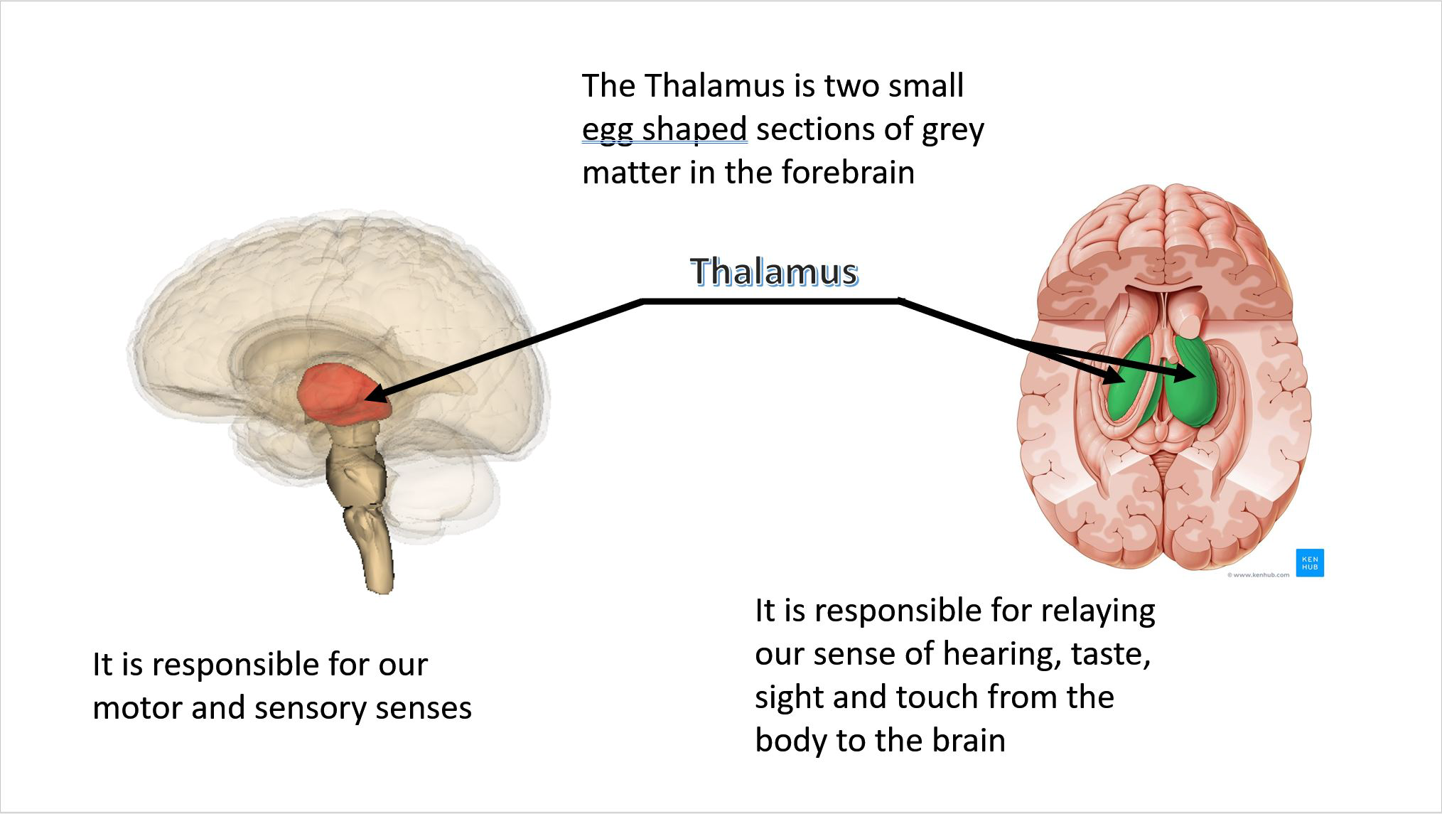 Thalamus diagram