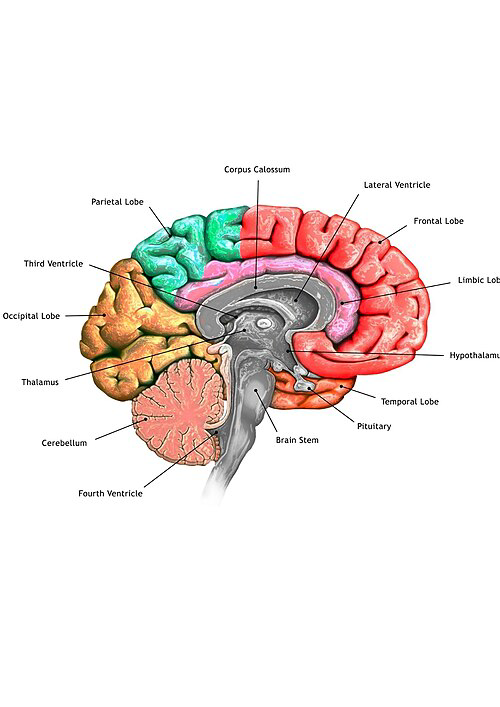 Brain anatomy diagram showing brainstem