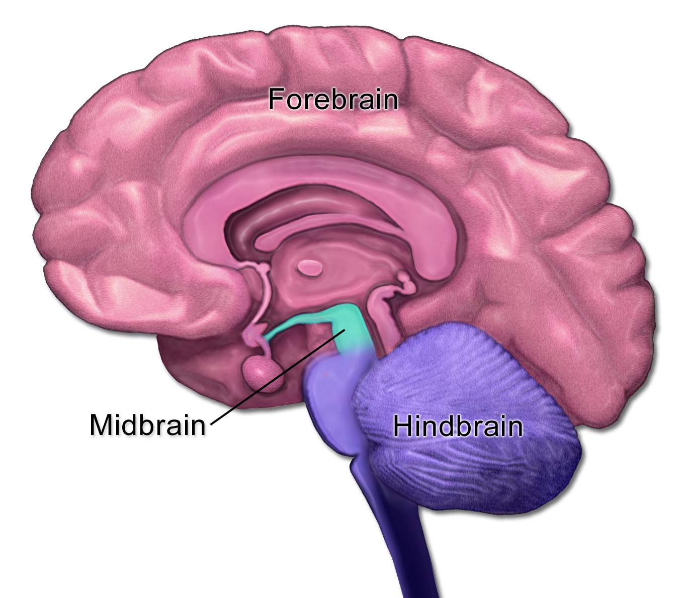 Midbrain diagram