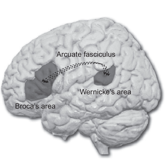 Arcuate fasciculus diagram