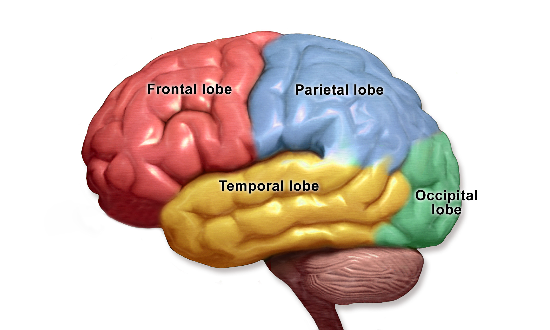 Brain lobes diagram