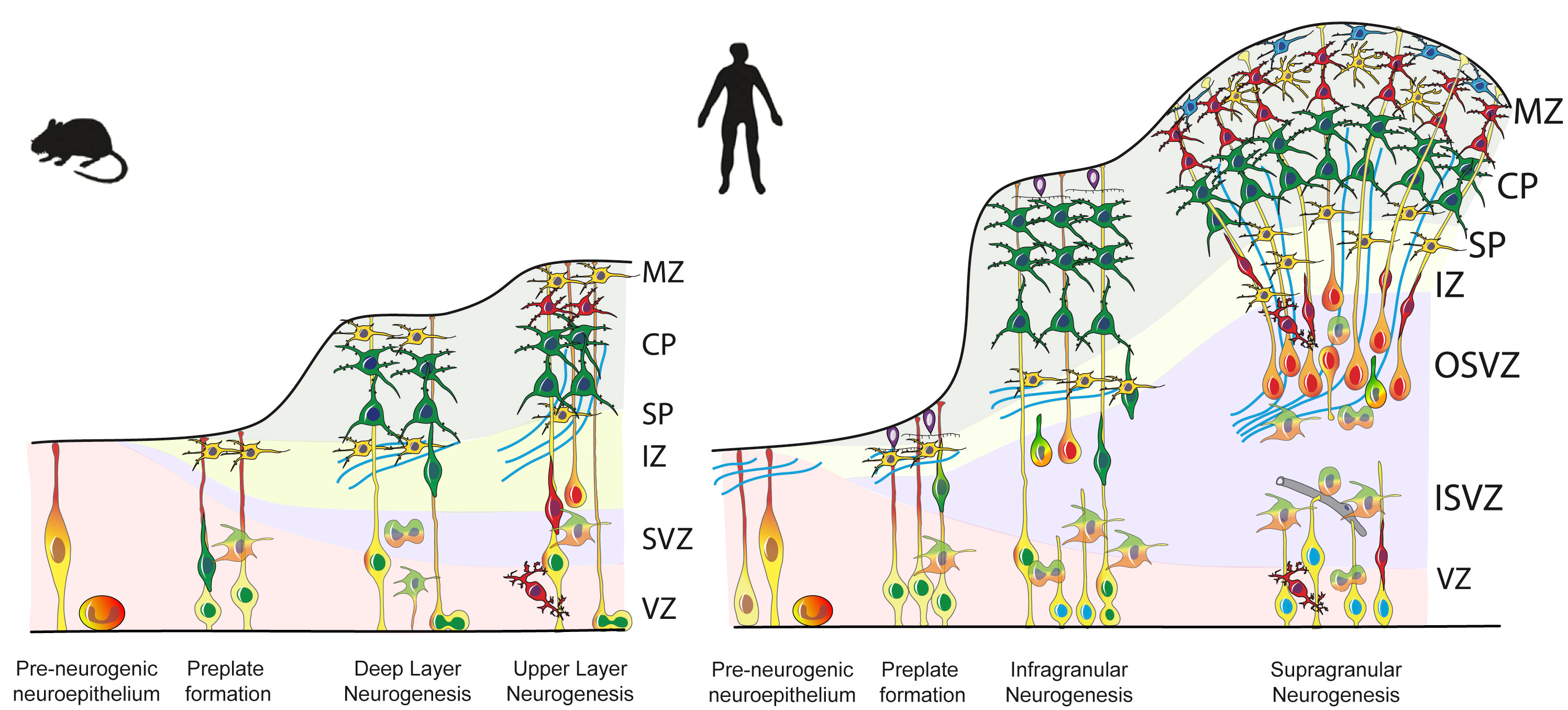 Mouse and human cerebral development comparison