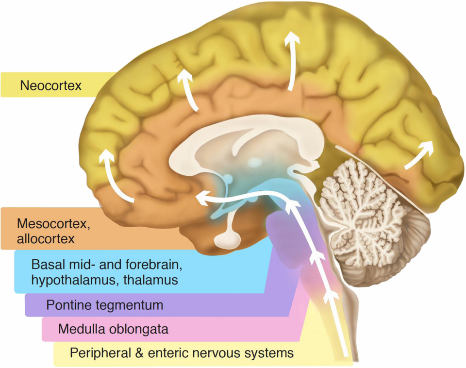 Neocortex diagram