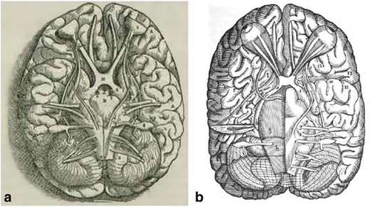 Optic chiasm diagram