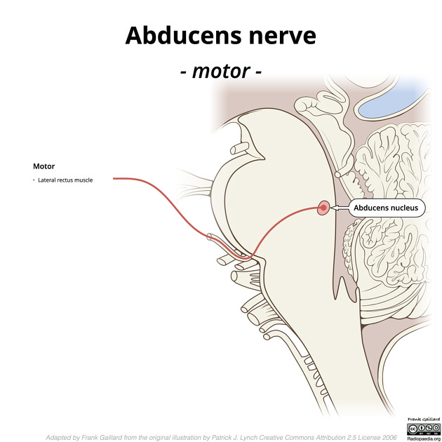 Abducens nerve diagram