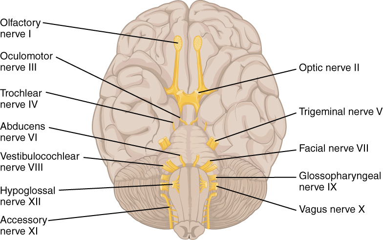 Cranial nerves diagram