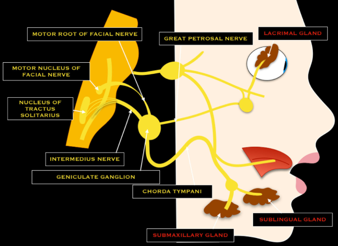 Facial nerve diagram