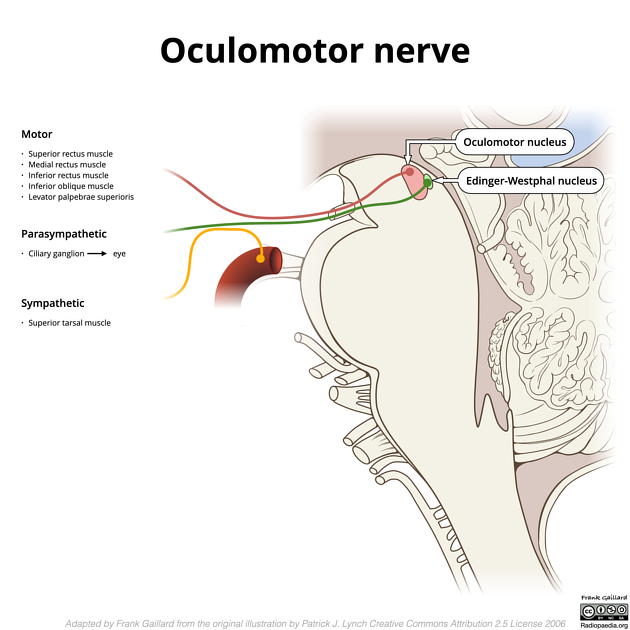 Oculomotor nerve diagram