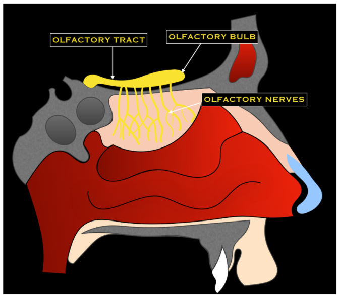Olfactory nerve diagram