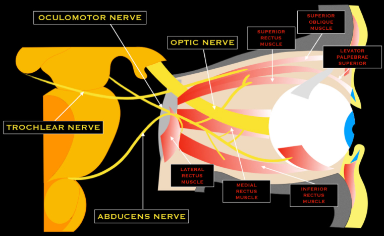 Optic and oculomotor nerves diagram