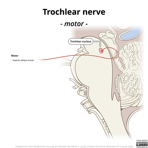 Trochlear nerve diagram