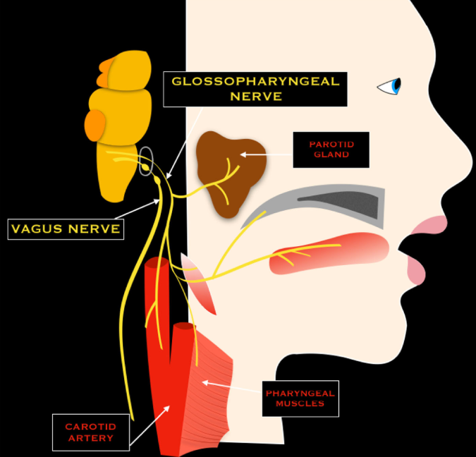 Glossopharyngeal nerve diagram
