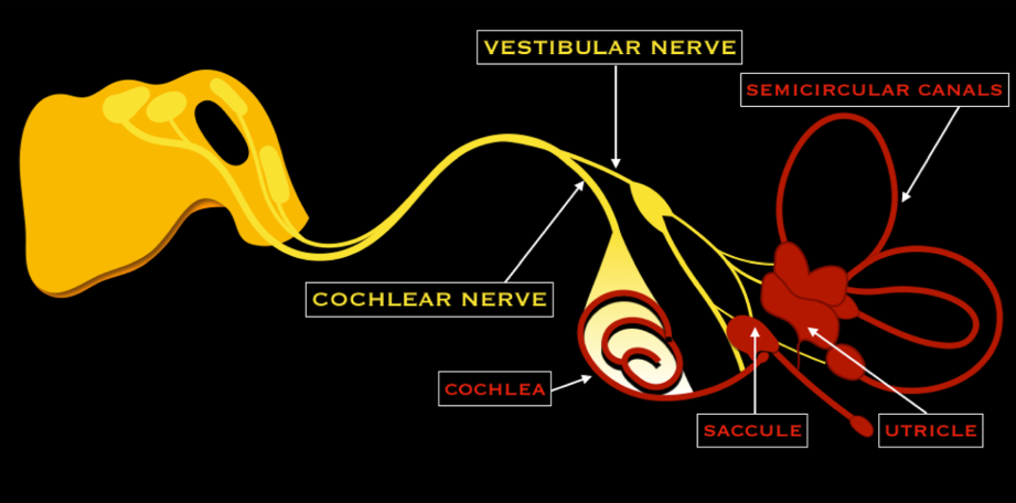 Vestibulocochlear nerve diagram