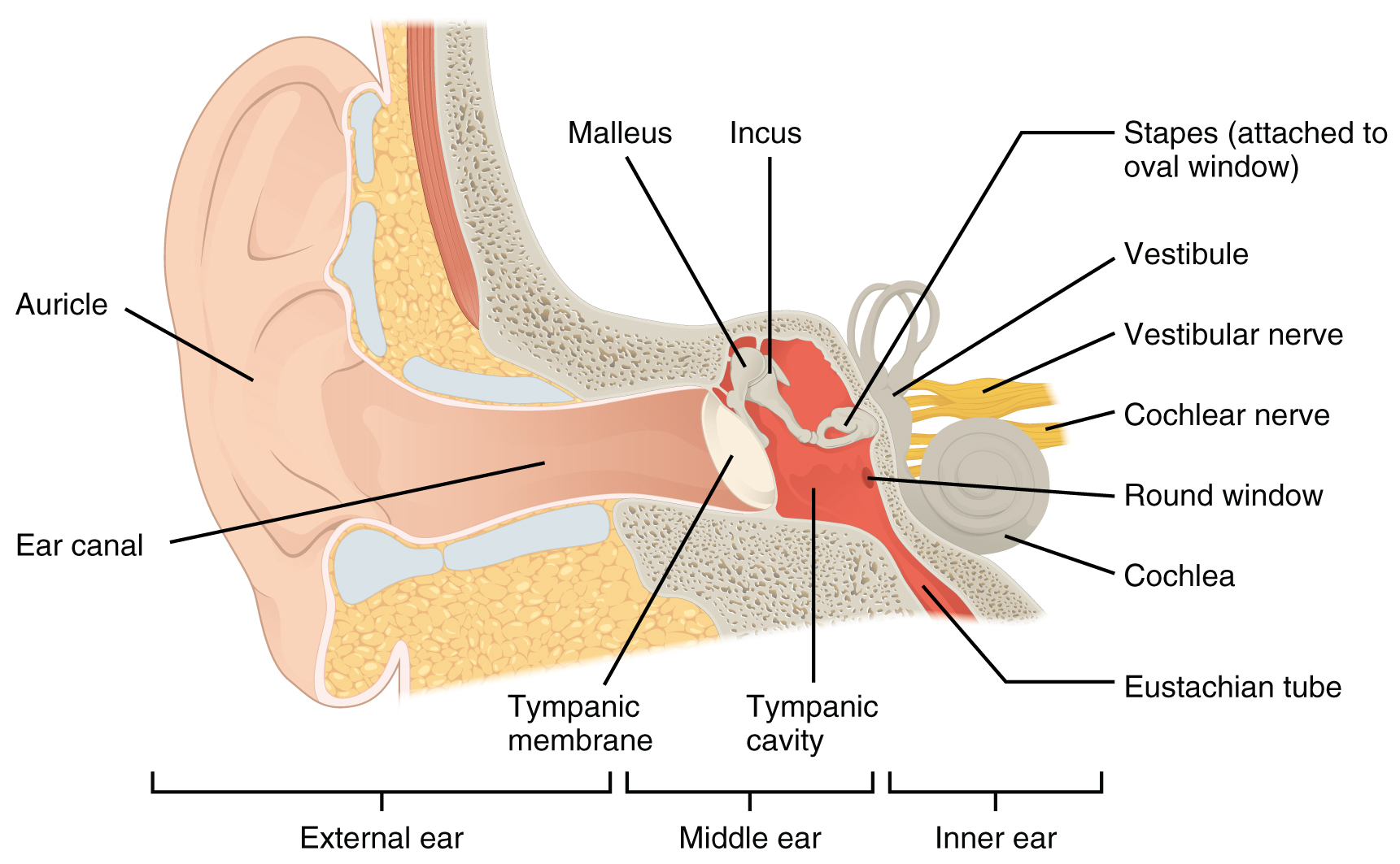 Ear Anatomy