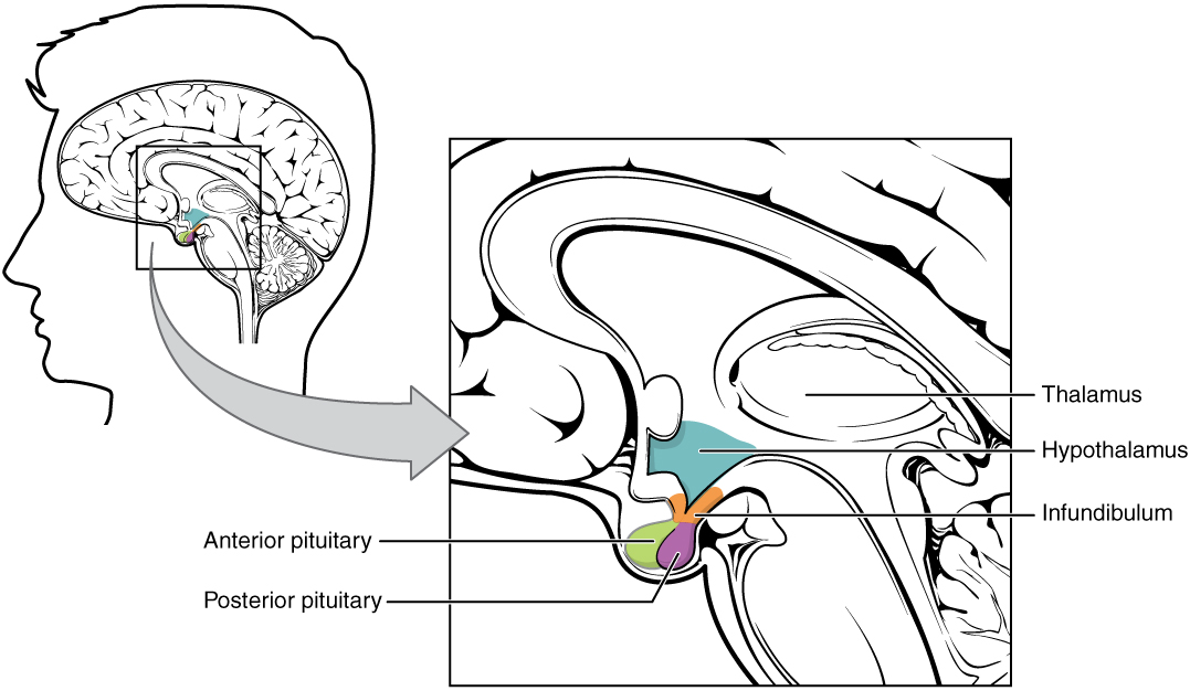 Central Regulators: Hypothalamus and Pituitary