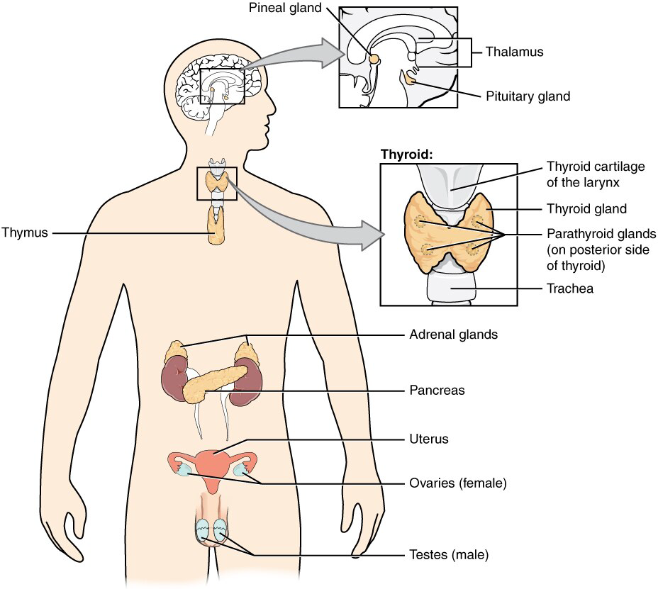 Endocrine System