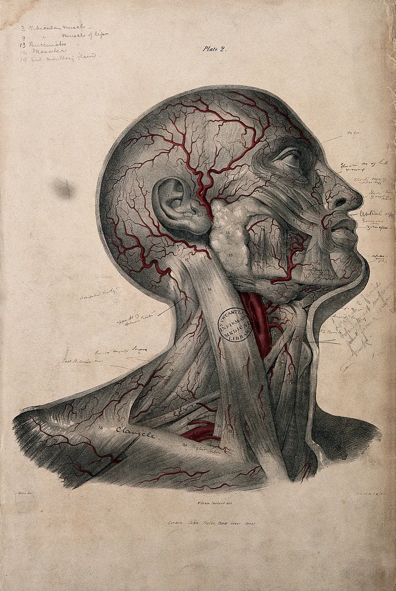 Endocrine System Banner