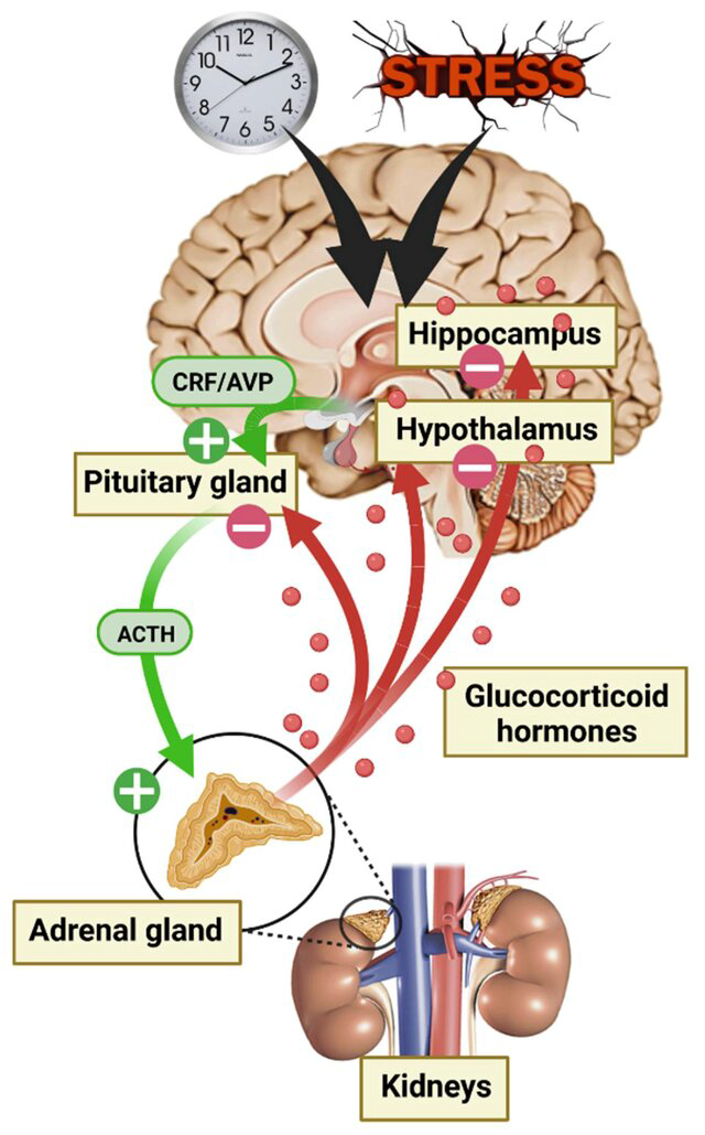 HPA Axis During Stress
