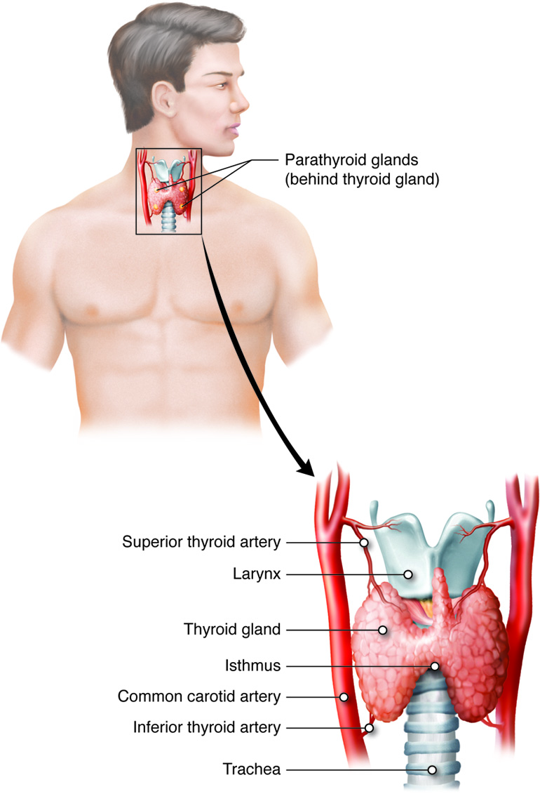 Parathyroid Glands