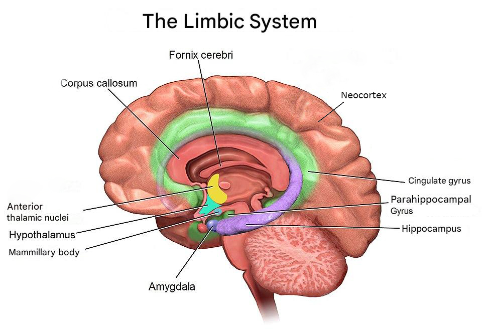Limbic system diagram