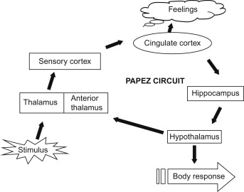 Papez circuit diagram