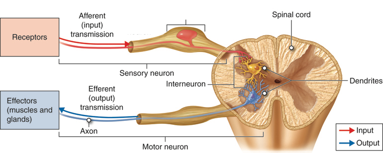Afferent and efferent nerve pathways