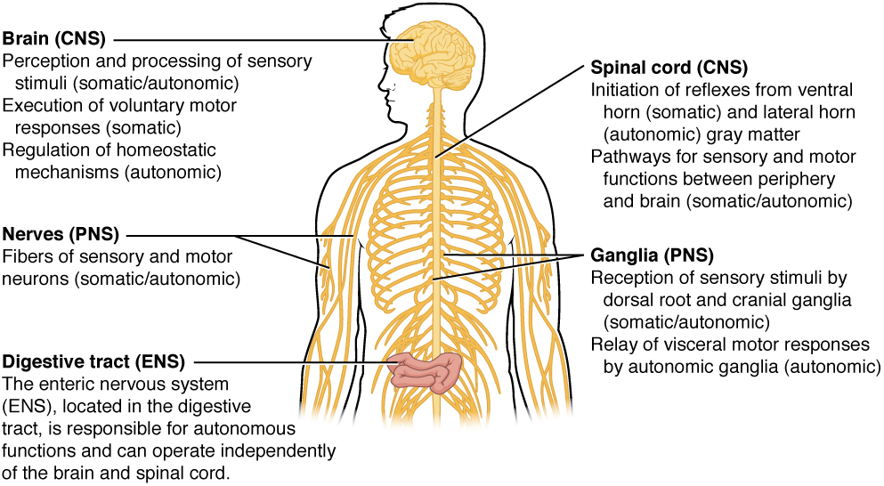 Autonomic nervous system structures