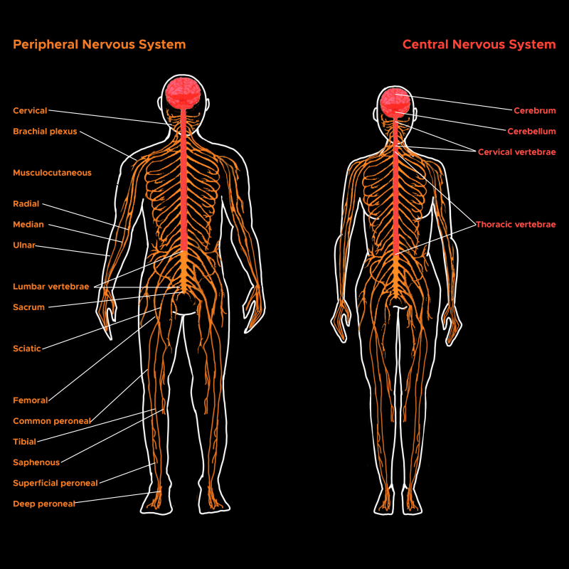 Central Nervous System diagram