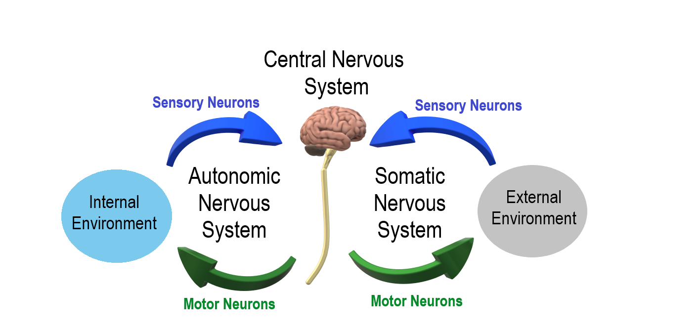 Overview of the human nervous system