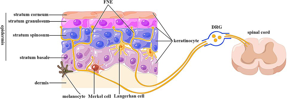 Sensory nerve endings in the skin