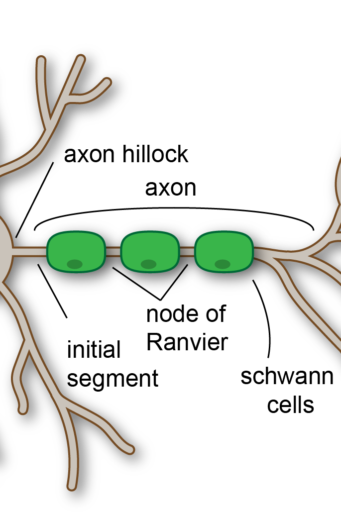 Anatomy of neuron axon