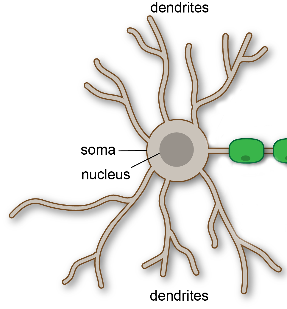 Anatomy of neuron soma