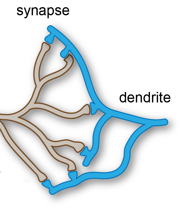 Anatomy of neuron terminal