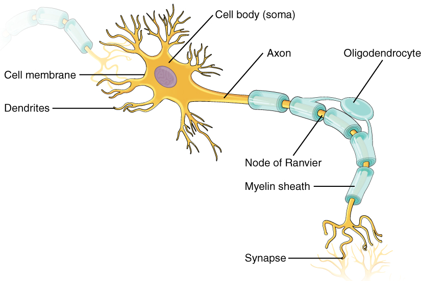 The neuron