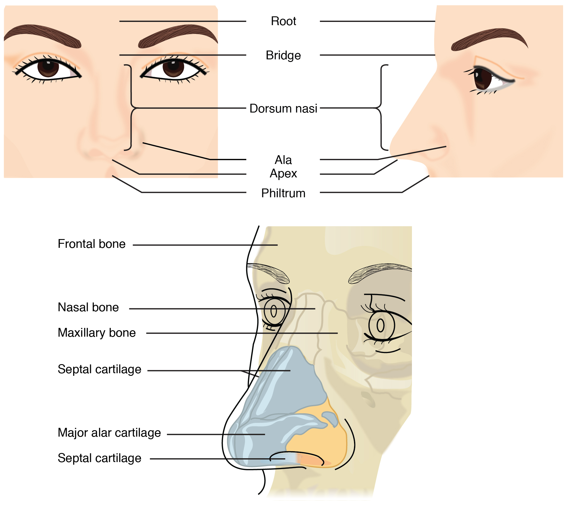 External Nose Structure