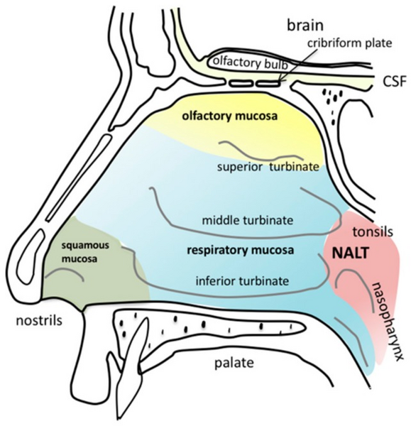 Nasal Cavity Anatomy