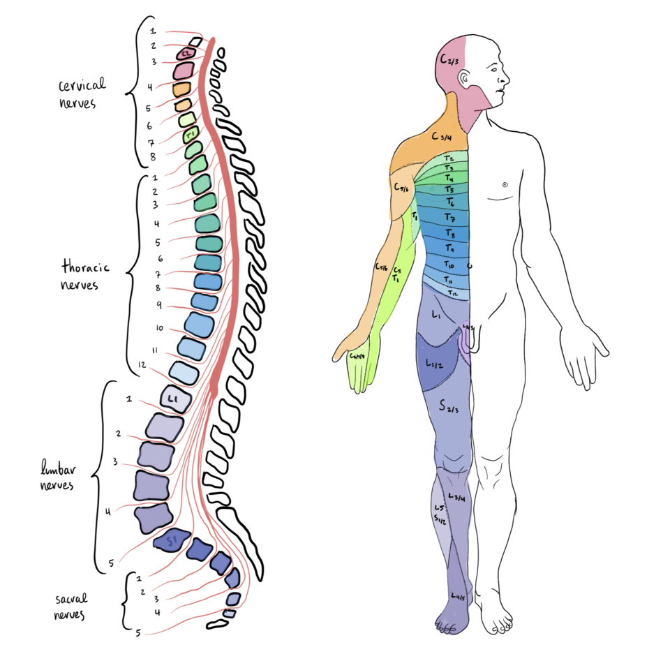Spinal cord organization diagram