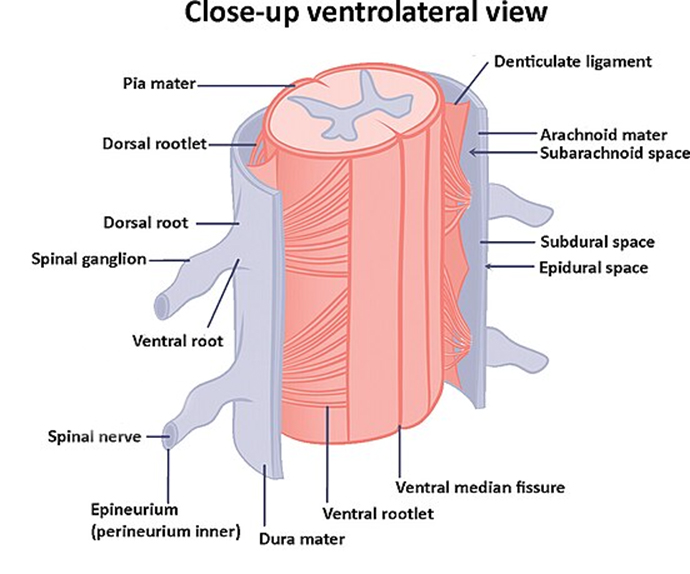 Vertebra anatomy diagram