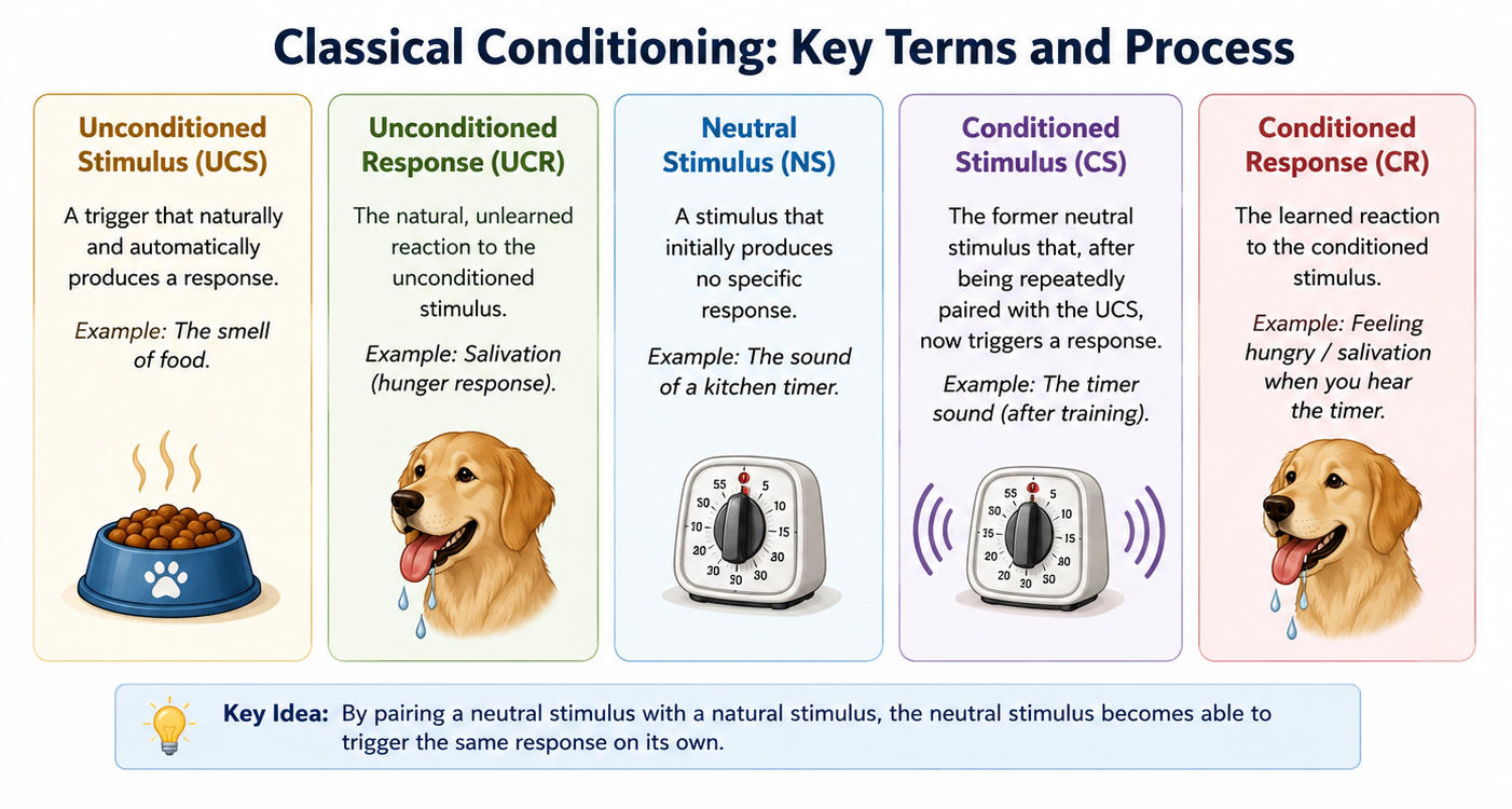 Pavlov classical conditioning experiment